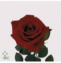 ΤΡΙΑΝΤΑΦΥΛΛΑ ΚΟΚΚΙΝΑ 60εκ.  ROSEN RED BERLIN